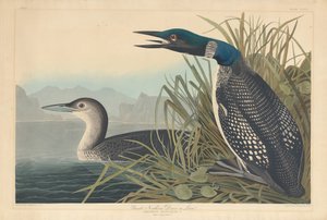 Eistaucher oder Seetaucher, 1836 von Robert Havell