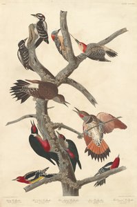 Haariger Specht, 1838