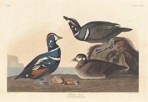 Harlekinente, 1836 von Robert Havell