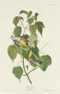 Hemlock-Waldsänger, 1832 von Robert Havell