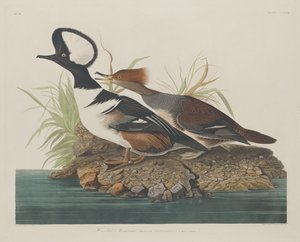 Kappensäger, 1834 von Robert Havell