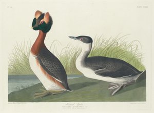 Horntaucher von Robert Havell