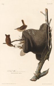 Hauszaunkönig von Robert Havell