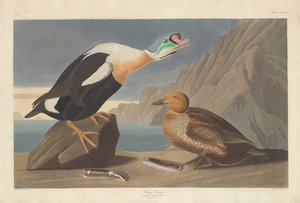 Königsente, 1835