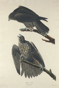 Labradorfalke, 1834