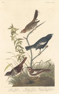 Lerchenfink, Präriefink und Brauner Singammer, 1837 von Robert Havell