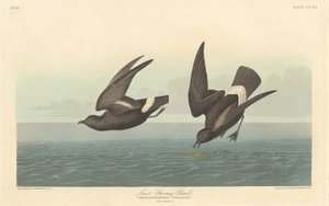 Kleinster Sturmtaucher, 1836