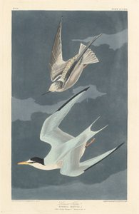 Zwergseeschwalbe, 1836 von Robert Havell