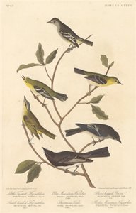 Kleiner Tyrannenfliegenschnäpper, Kleinköpfiger Fliegenschnäpper, Blaugebirgswaldsänger, 1838 von Robert Havell