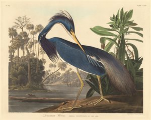 Louisiana-Reiher