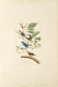 Männlicher Indigo-Vogel von Robert Havell
