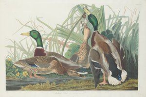 Stockente, 1834 von Robert Havell