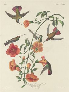 Mangrovenkolibri, 1834 von Robert Havell