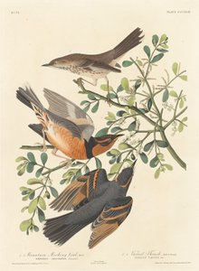 Bergspottdrossel und bunter Drossel, 1837