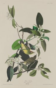 Palmwaldsänger von Robert Havell