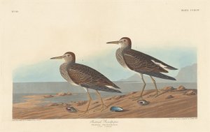 Bergstrandläufer, 1836