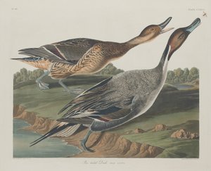 Spießente, 1834 von Robert Havell