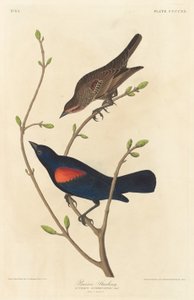 Prärie-Star, 1838 von Robert Havell