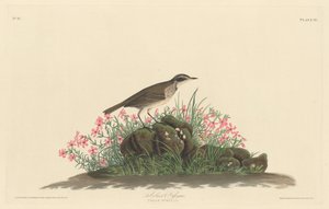 Prärie-Titlark, 1830 von Robert Havell