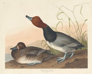 Rotkopfente, 1836