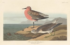 Rotschenkelstrandläufer, 1836 von Robert Havell