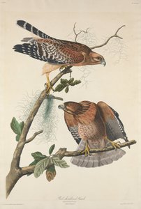 Rotschulterbussard von Robert Havell