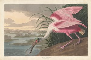 Rosalöffler, 1836 von Robert Havell