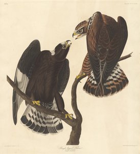 Rauhbeiniger Falke, 1838