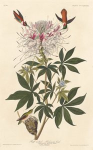 Ruffhals-Kolibri von Robert Havell