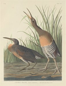 Salzwassersumpfhuhn, 1834 von Robert Havell