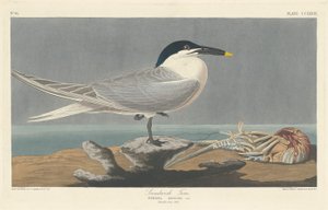 Brandseeschwalbe, 1835