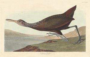 Scolopaceus Courlan von Robert Havell
