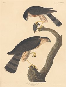 Schnepfenbussard, 1837