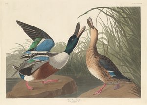 Löffelente von Robert Havell