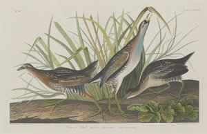 Sora oder Rail von Robert Havell