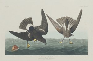 Sturmschwalbe, 1835