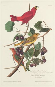Sommerroter Vogel, 1828