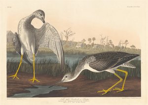 Schnepfenstrandläufer, 1836