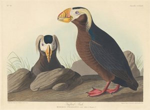 Haubenalk, 1835 von Robert Havell