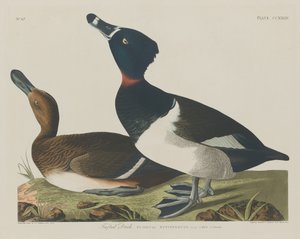 Reiherente, 1834 von Robert Havell