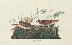 Zweifarbiger Spatz, 1831 von Robert Havell