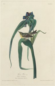 Vigors Vireo von Robert Havell