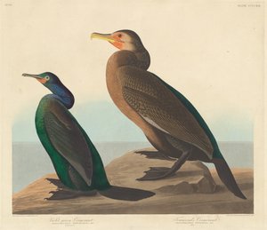 Violett-grüner Kormoran und Townsend-Kormoran von Robert Havell