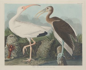 Weißer Ibis von Robert Havell