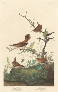 Winterzaunkönig und Felsenzaunkönig, 1837