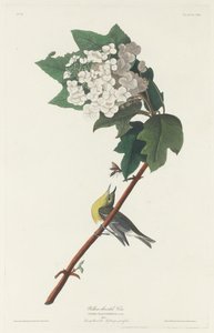 Gelbkehl-Vireo, 1831 von Robert Havell