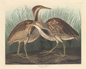 Amerikanischer Rohrdommel von Robert Havell after John James Audubon