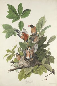 Amerikanische Drossel von Robert Havell after John James Audubon