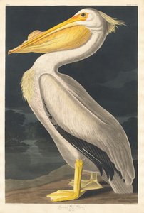 Amerikanischer Weißer Pelikan von Robert Havell after John James Audubon