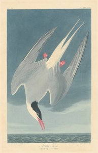 Küstenseeschwalbe von Robert Havell after John James Audubon